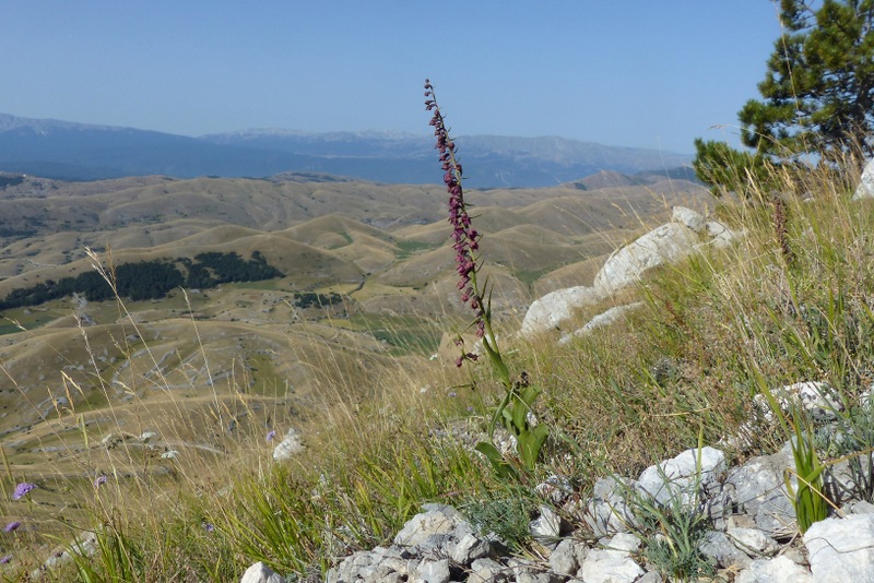 Le belle Epipactis sulle praterie di Campo Imperatore (AQ)  luglio 2025.